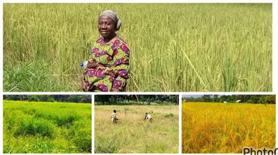 Haja Mary Betty Sandy Embarks On Large-Scale Farming In Kenema District